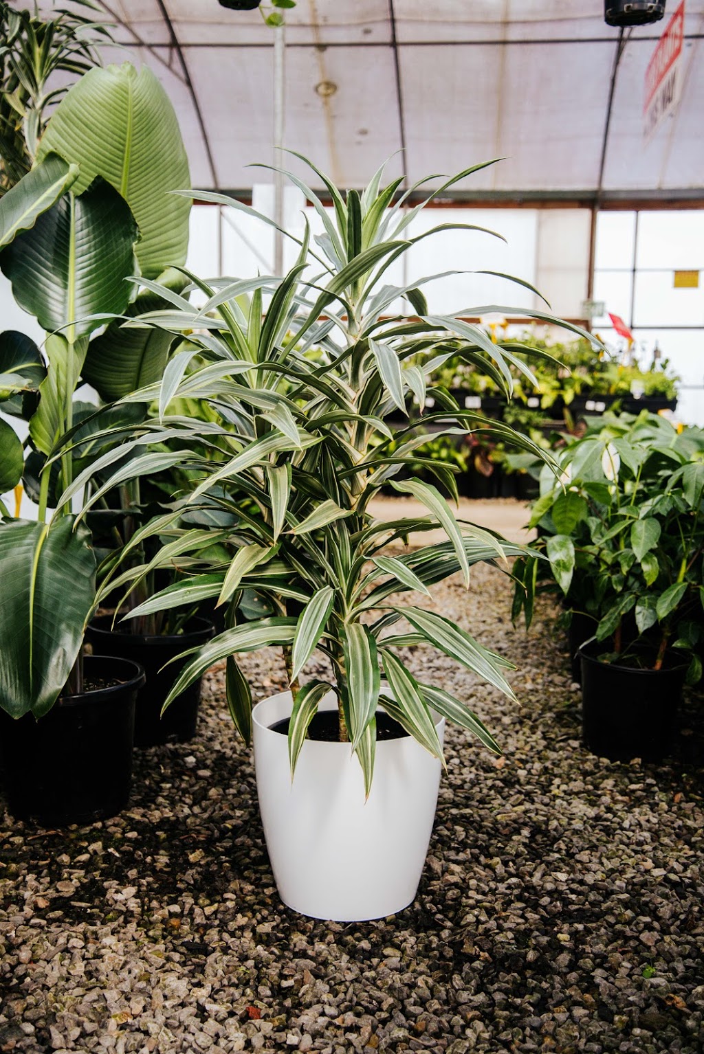 Indoor Plant Sales | 21 Wadhurst Dr, Boronia VIC 3155, Australia | Phone: 0432 208 811