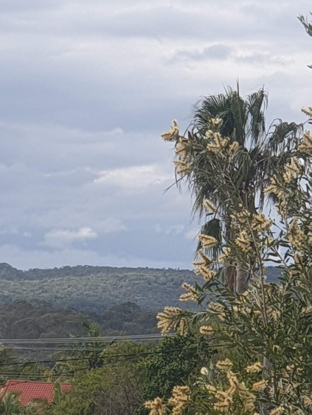 North Brother Mountain Track | gym | Laurieton Track, Laurieton NSW 2443, Australia