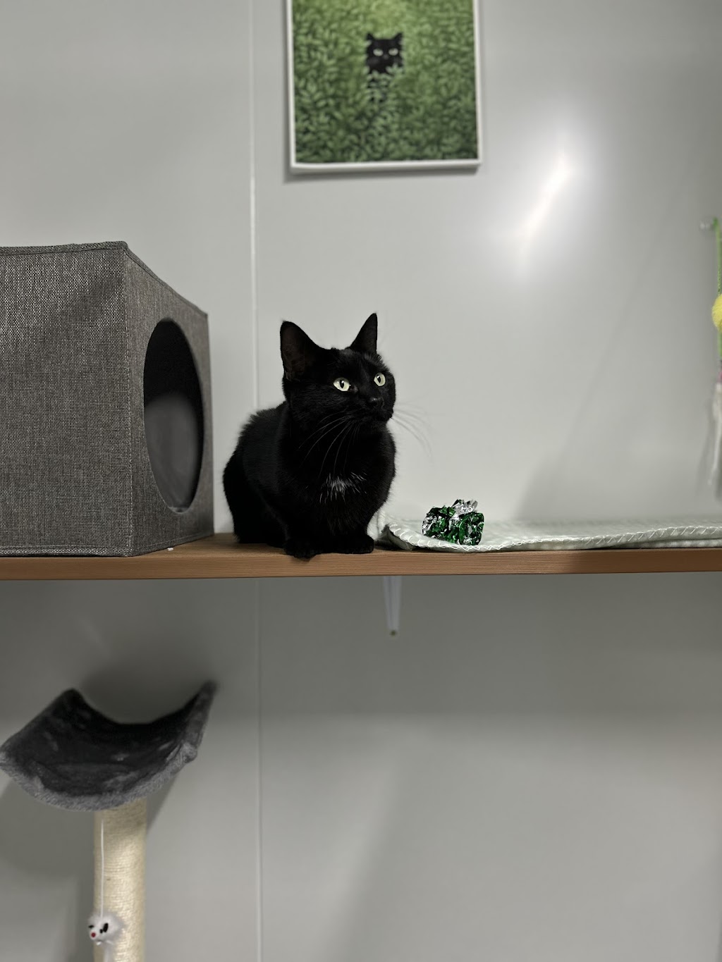 Cardinia Cattery | 200 Bladens Rd, Koo Wee Rup VIC 3981, Australia | Phone: 0499 453 847