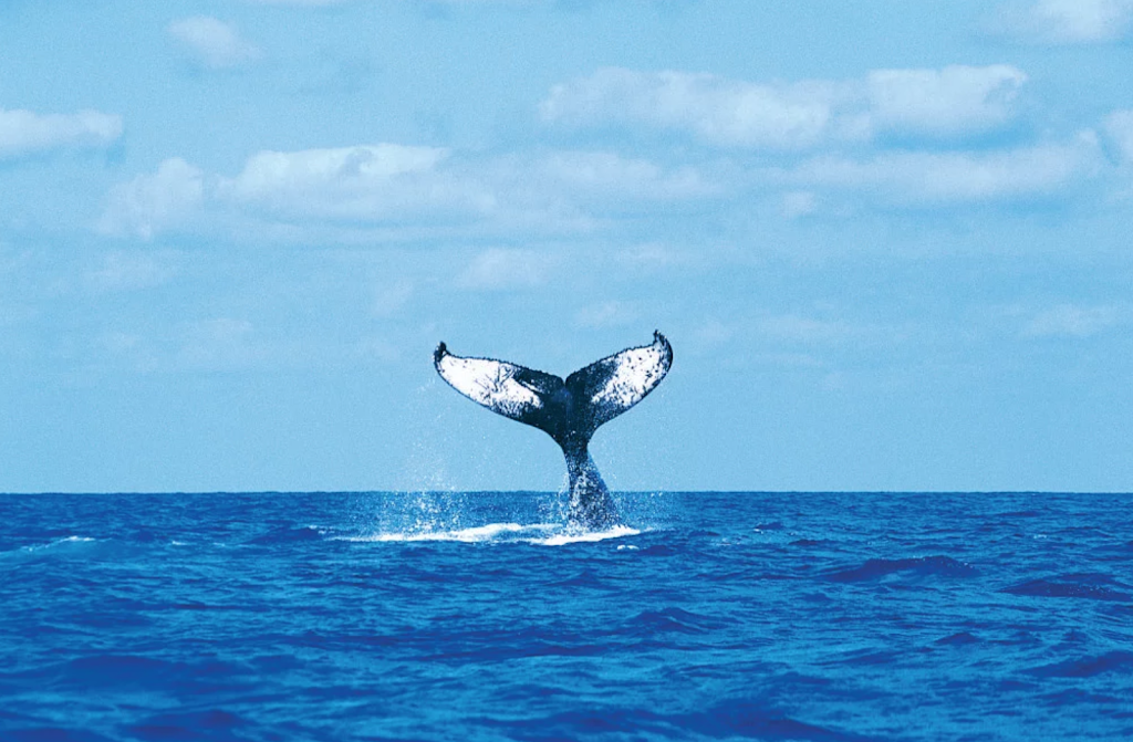 Noosa Whale Watching Centre | 194 Gympie Terrace, Noosaville QLD 4566, Australia | Phone: 0412 735 624