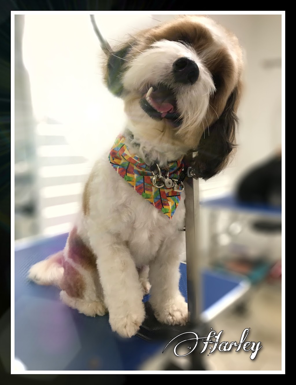 Platinum Dog Grooming | 60 Moreillon Boulevarde, Bannockburn VIC 3331, Australia | Phone: 0466 058 598