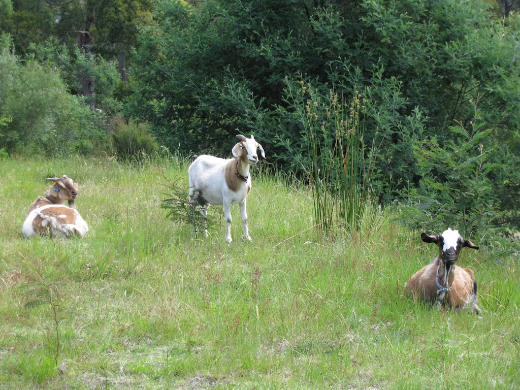 Lowanna Karu Miniature Goats | Millhouses Rd, Longley TAS 7150, Australia | Phone: 0429 355 224