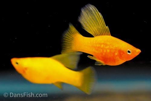 Isaak’s Guppies | 17 Colachi Rd, Truganina VIC 3029, Australia | Phone: 0403 648 859