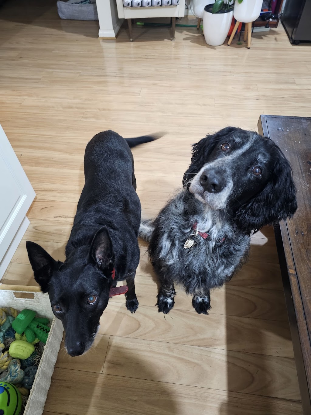 Jims Dog Wash California Gully | 22 Pearce St, California Gully VIC 3556, Australia | Phone: 0483 092 411