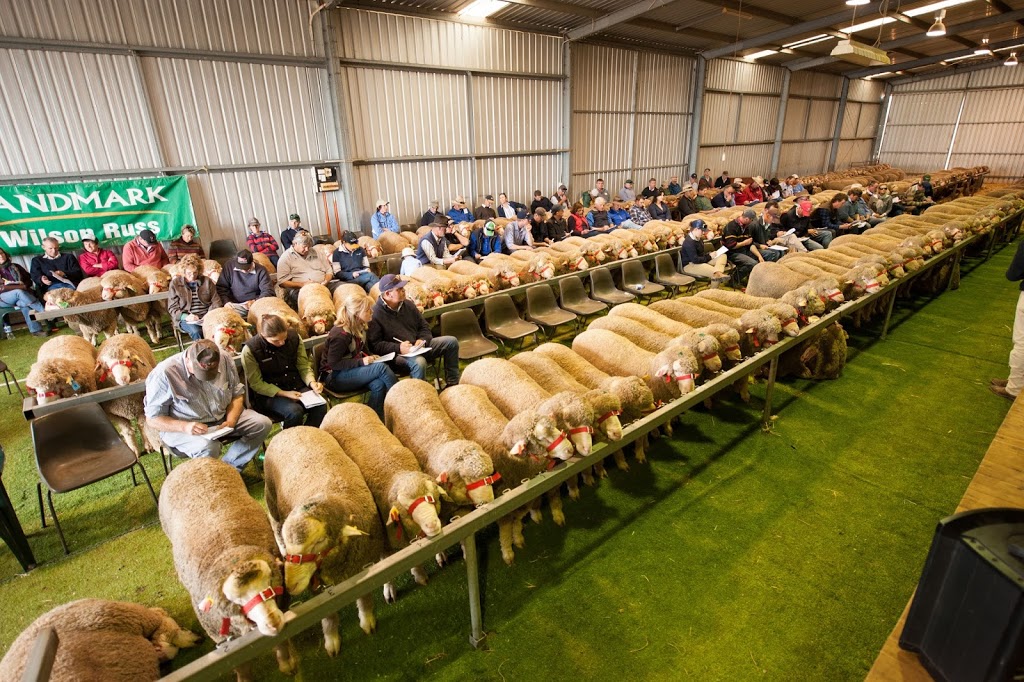 Kerin Poll Merino Stud | "Karuga Park", Bournewood Road, Yeoval NSW 2868, Australia | Phone: 0427 464 070