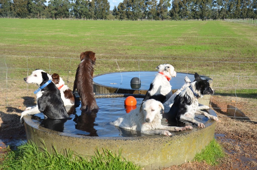 Dog Training WA | 453 Brockman Rd N, Hamel WA 6215, Australia | Phone: 0427 380 022