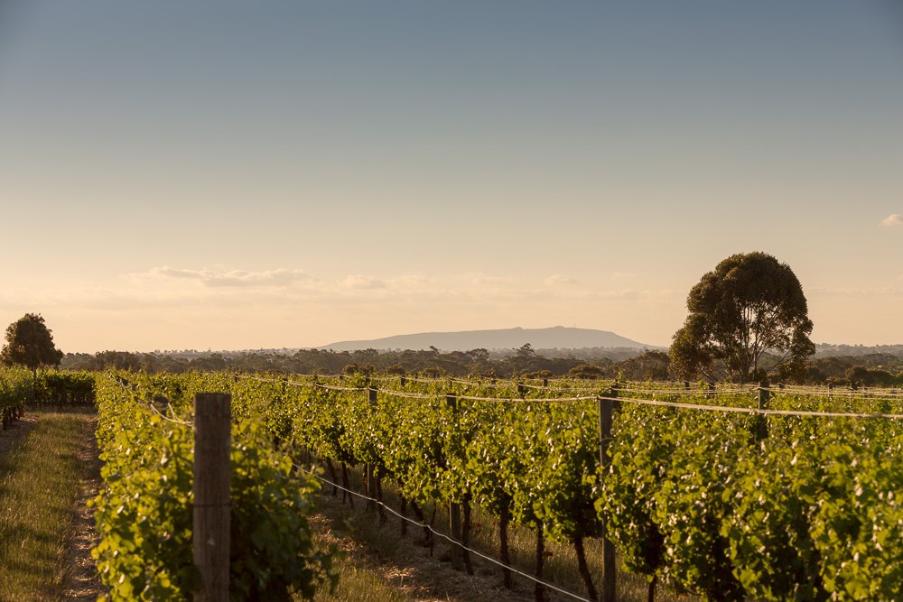 Norton Estate Wines | tourist attraction | 758 Plush Hannans Rd, Lower Norton VIC 3401, Australia | 0353848235 OR +61 3 5384 8235