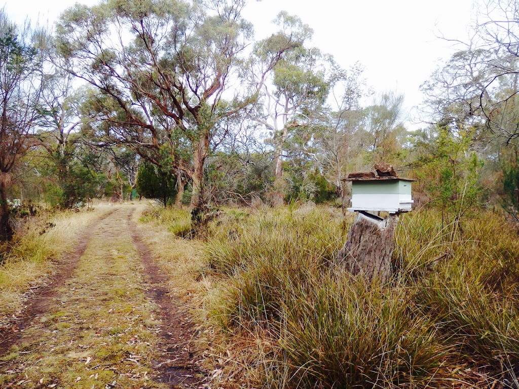 Wild Hives Honey | 13148 Tasman Hwy, Swansea TAS 7190, Australia | Phone: 0459 393 695