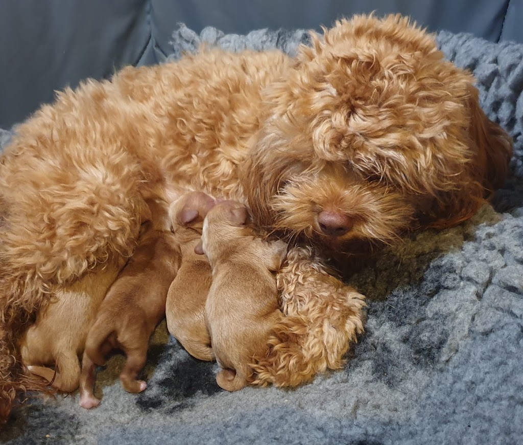 Memrabull Theodores (Cavoodles) | Cranley QLD 4352, Australia | Phone: 0451 553 535