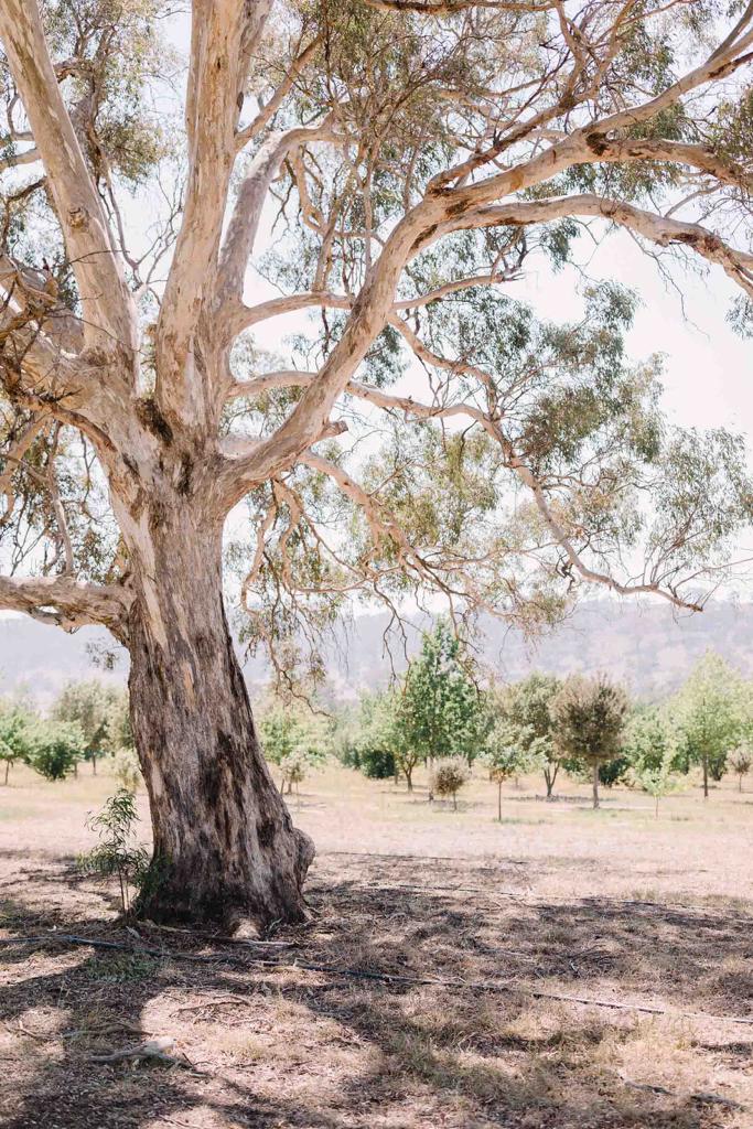 The Truffle Farm | 23 Mount Majura Rd, Australian Capital Territory 2609, Australia | Phone: 0400 483 082