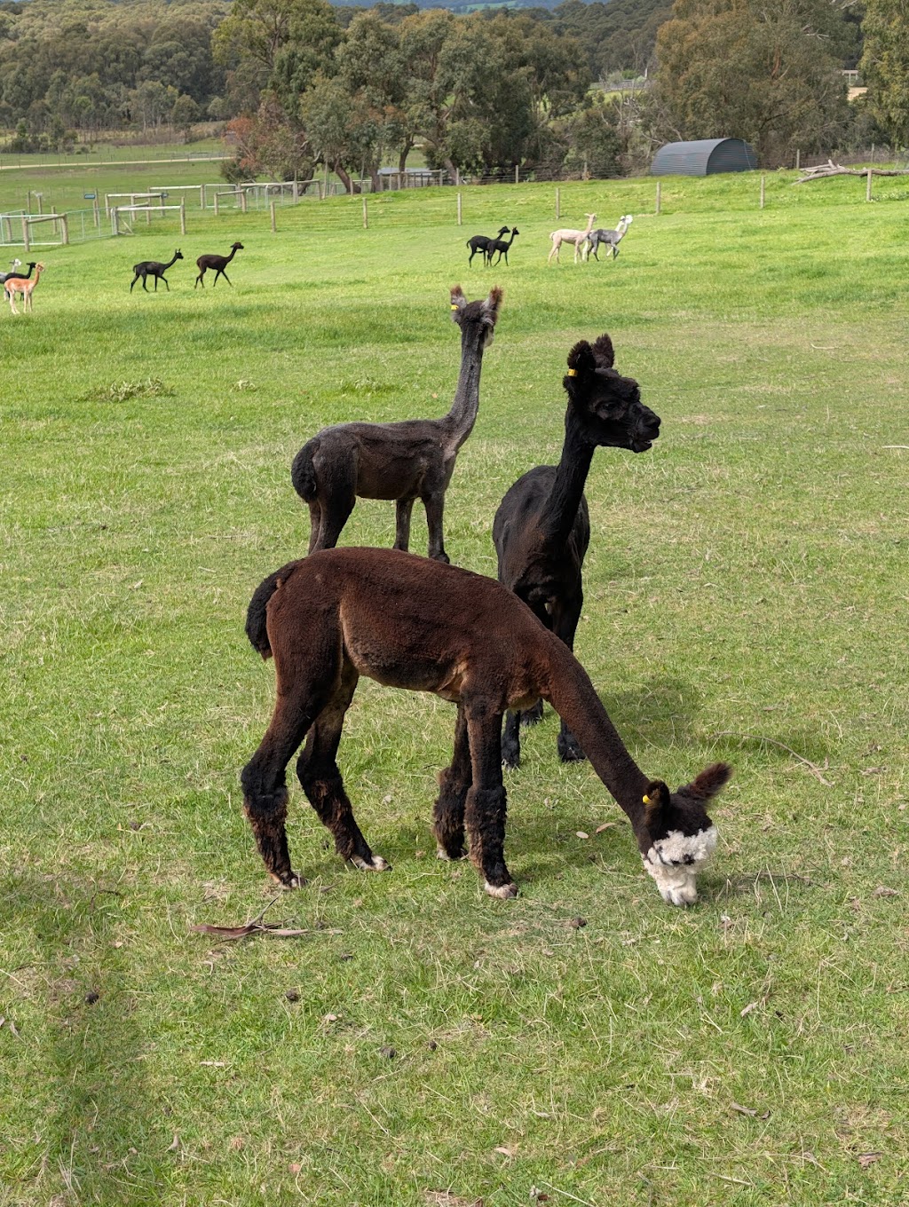 Lalirra Yellingbo Alpacas | Taylor Rd, Yellingbo VIC 3139, Australia | Phone: 0403 725 742