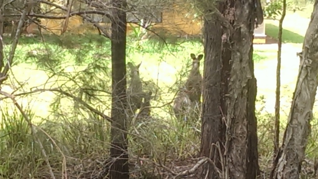 Lake Innes Nature Reserve | park | New South Wales, Australia