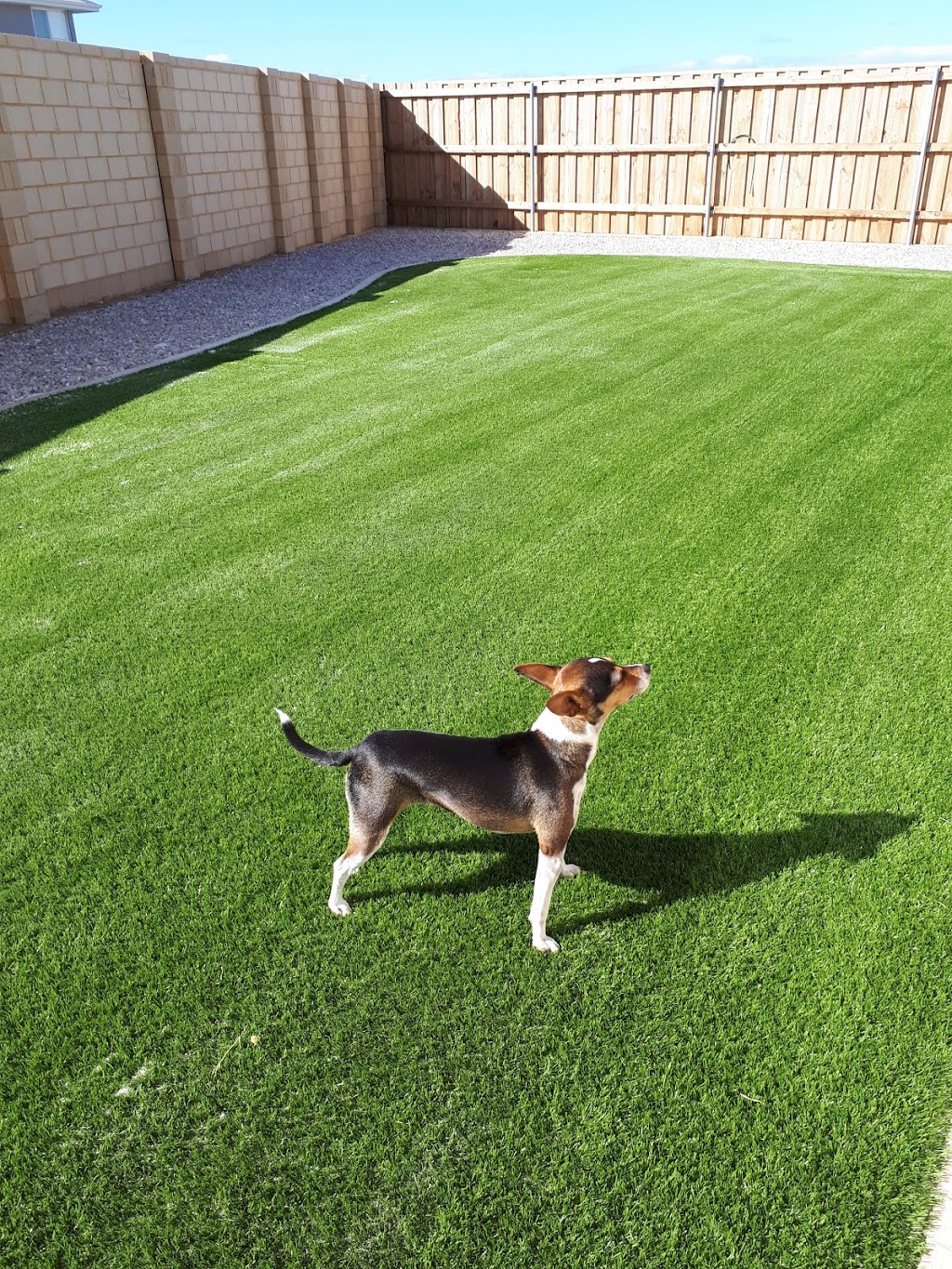 Affordable Artificial Grass Mandurah | 14 Skylark Loop, Erskine WA 6210, Australia | Phone: 0439 089 365