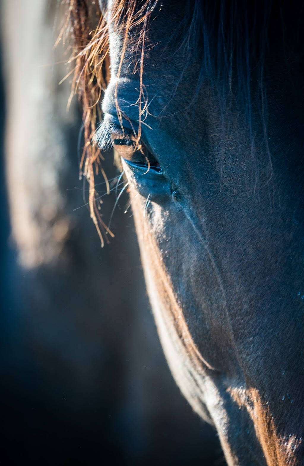 Alma Vale Thoroughbreds | 3111 New England Hwy, Scone NSW 2337, Australia | Phone: (02) 6545 8065