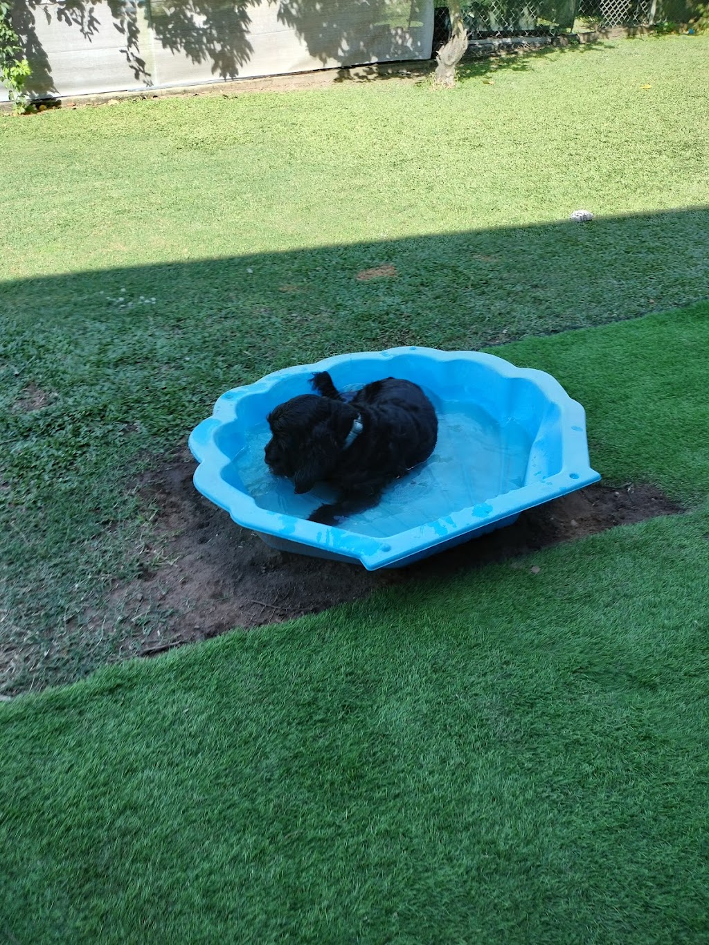 Little dog sitting Home away from home | Woogaroo St, Goodna QLD 4300, Australia | Phone: 0428 992 240