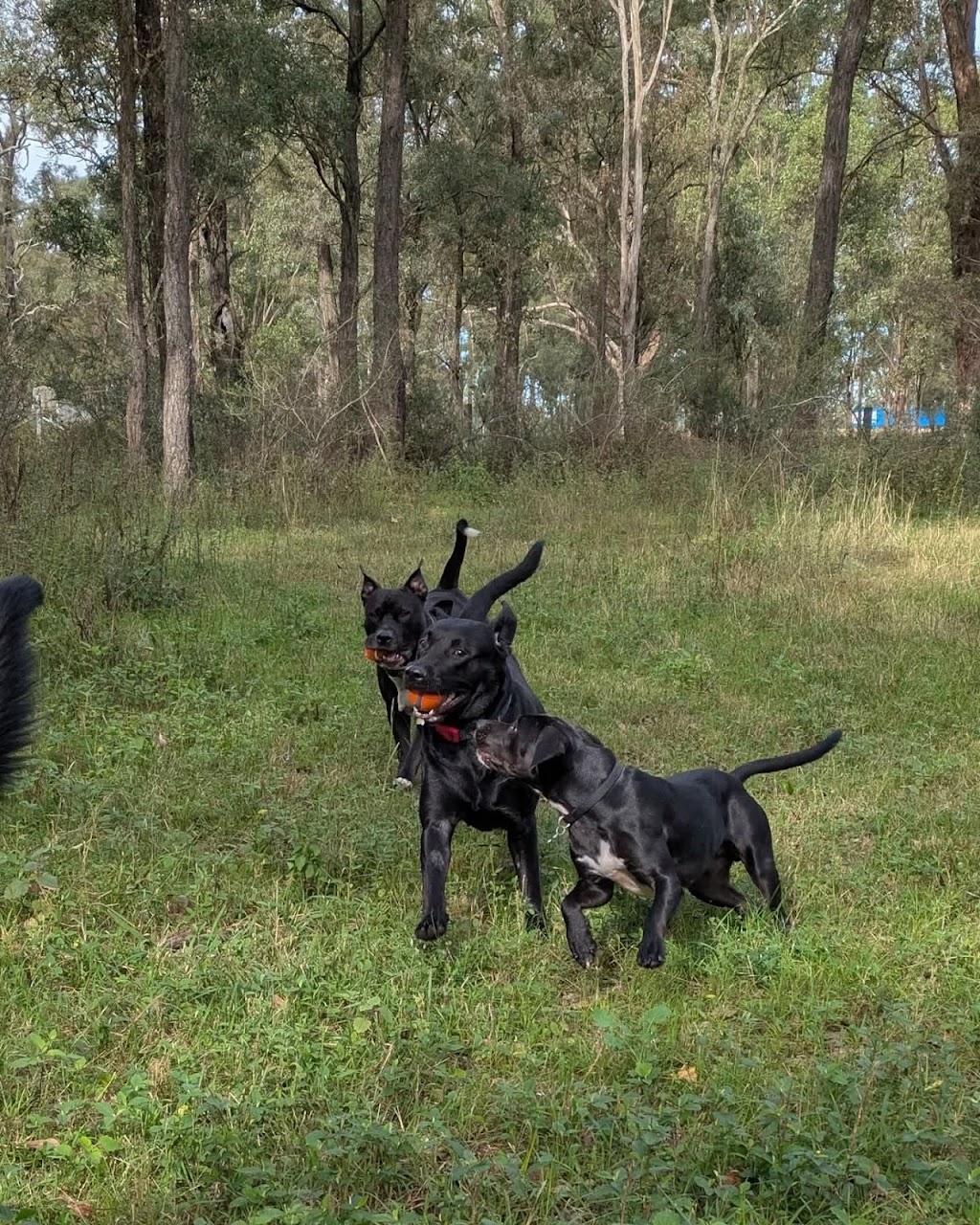 Paws in the Paddock | 45 Westbrook Rd, Cawdor NSW 2570, Australia | Phone: 0455 367 387