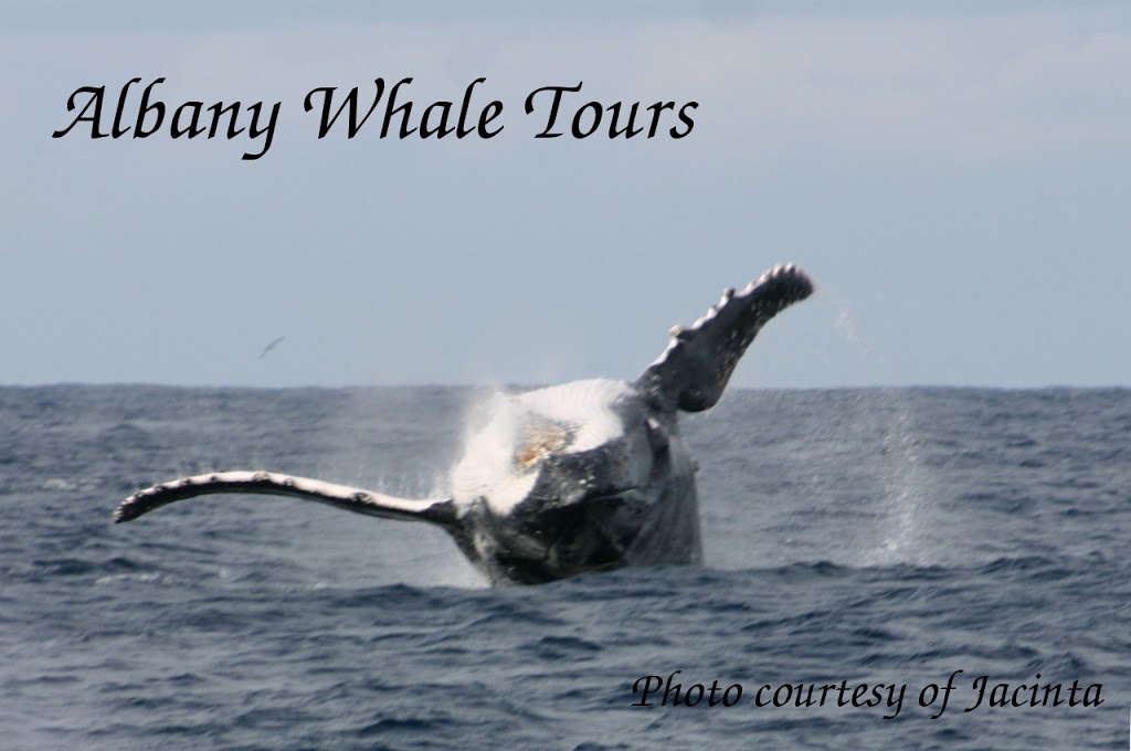 Albany Whale Tours | travel agency | Toll Pl, Albany WA 6330, Australia | 0422441484 OR +61 422 441 484