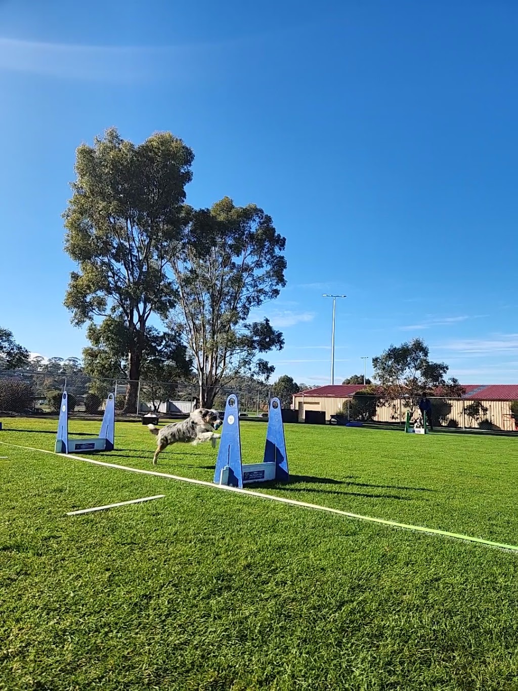 Tassie Flying Paws Dog Club | Glen Lea Rd, Pontville TAS 7030, Australia | Phone: 0407 873 485