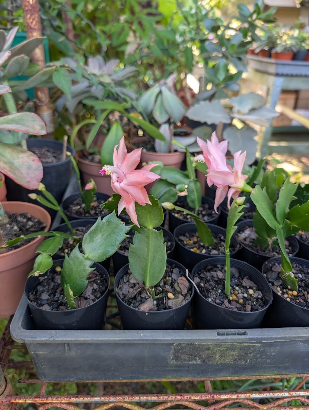 Issies Succulents | 2340 Old Gympie Rd, Glass House Mountains QLD 4518, Australia | Phone: 0408 451 654