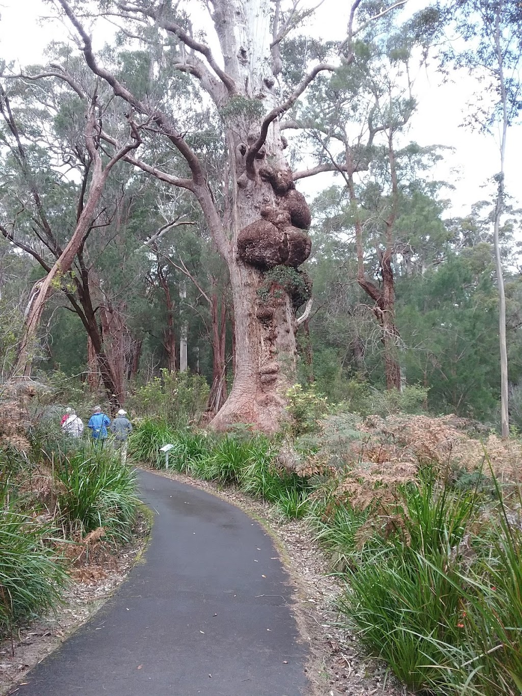 Giant Tingle Tree | Hilltop Rd, Walpole WA 6398, Australia | Phone: (08) 9219 9000