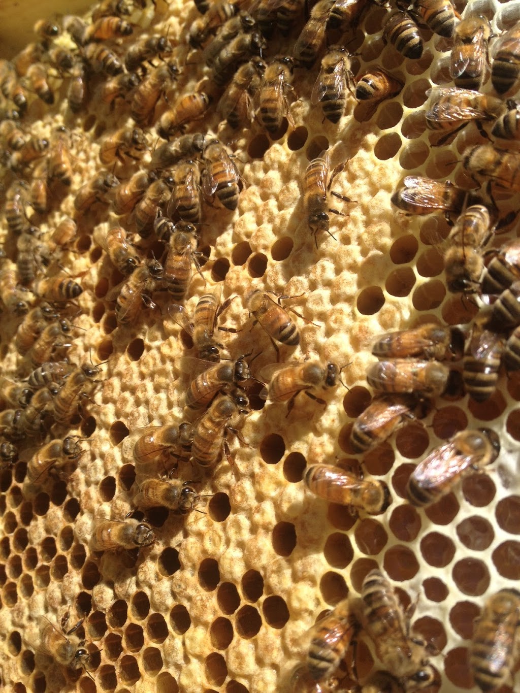Let it Beekeeping |  | 4 Baroonba St, Whitebridge NSW 2290, Australia | 0425475440 OR +61 425 475 440