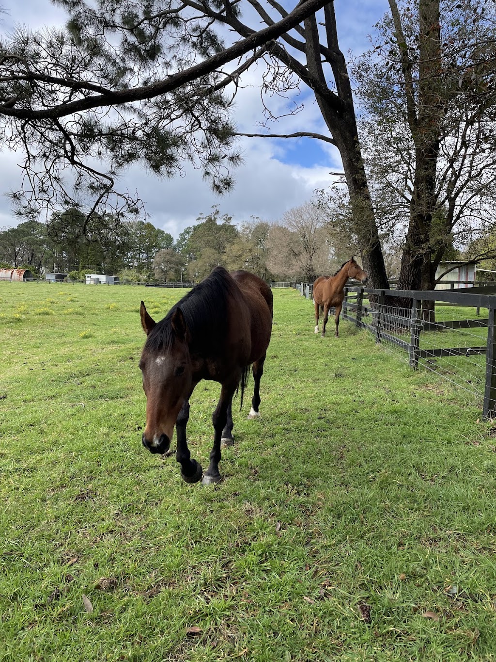 Mangrove Mountain Farm Stay | 476 Ironbark Rd, Mangrove Mountain NSW 2250, Australia | Phone: 0406 273 351