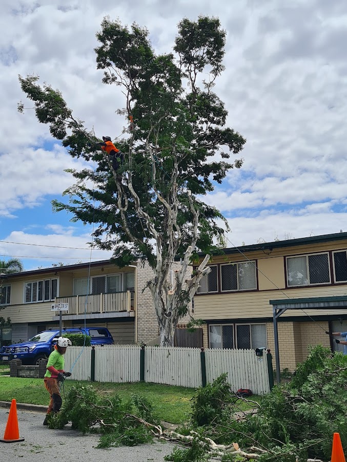 Tree Care Specialists | 79 Normanhurst Rd, Boondall QLD 4034, Australia | Phone: 0431 176 152