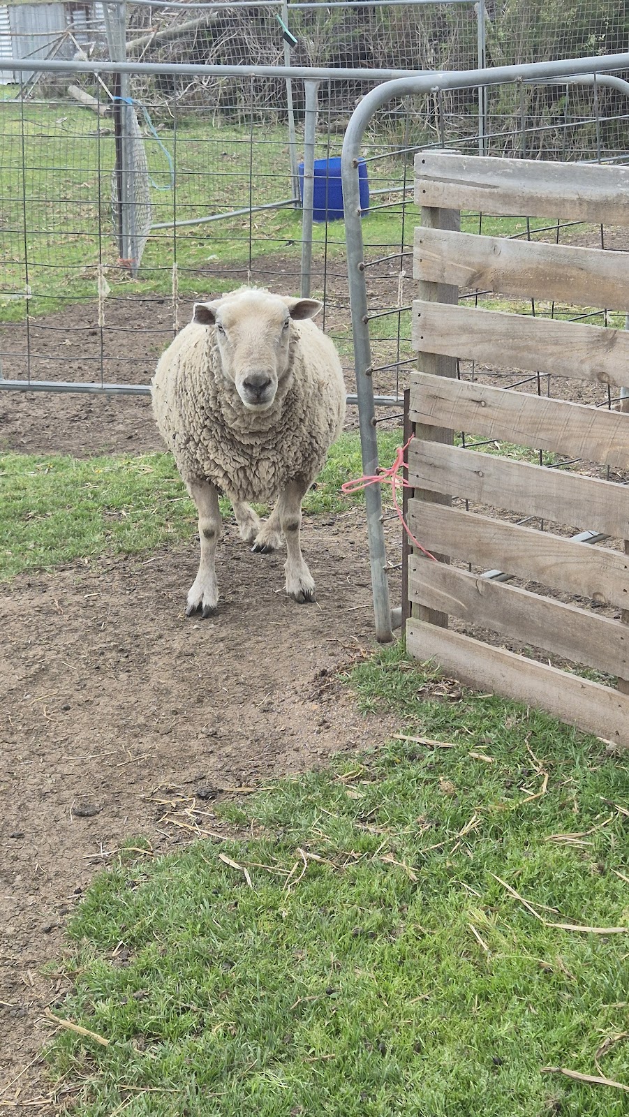 ELBETHEL FARM SANCTUARY | 32 Harewood St, Tooradin VIC 3980, Australia | Phone: 0477 432 607