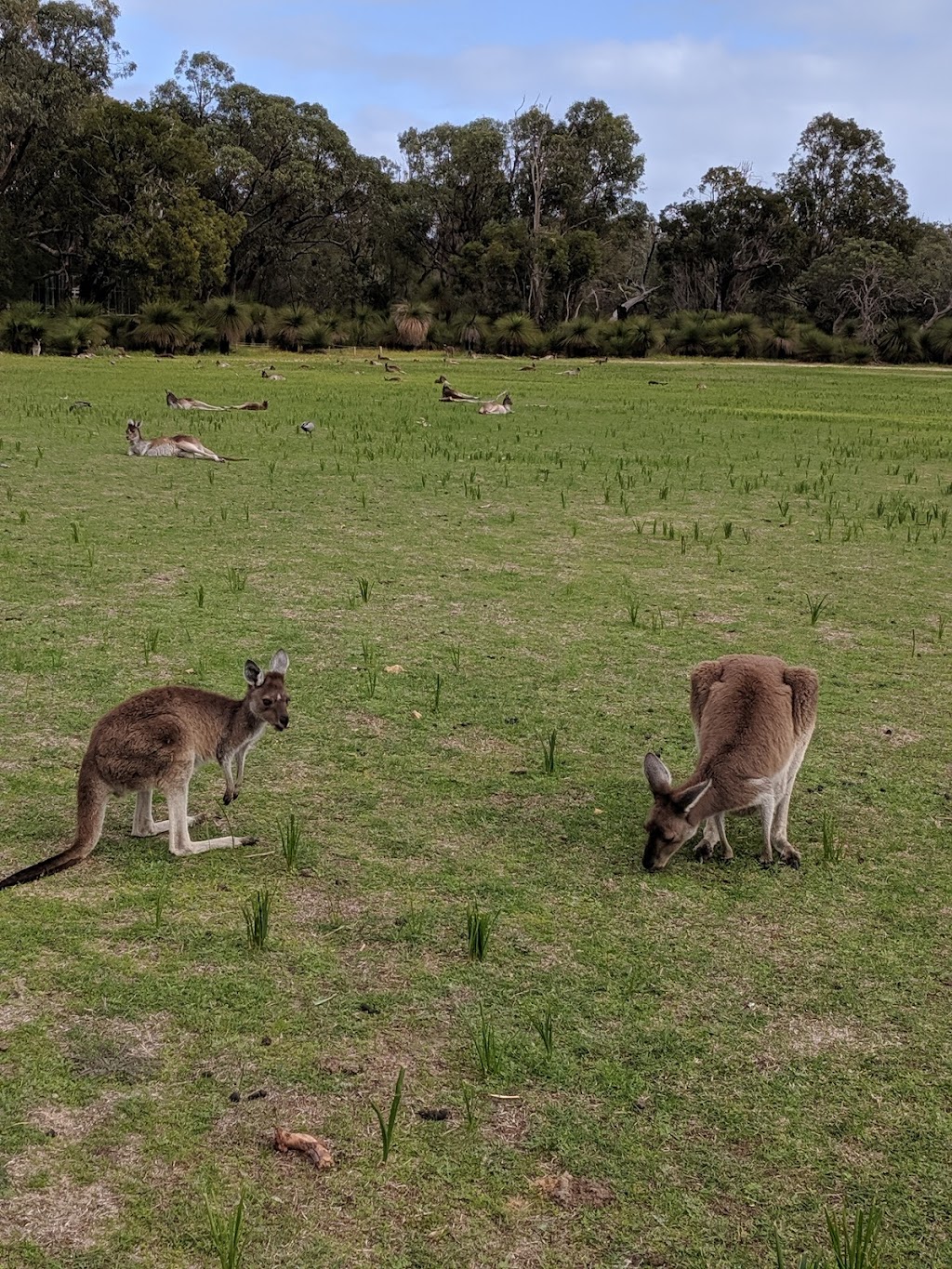 McNess House Visitor Centre and Gift Shop | Yanchep WA 6035, Australia | Phone: (08) 9303 7759