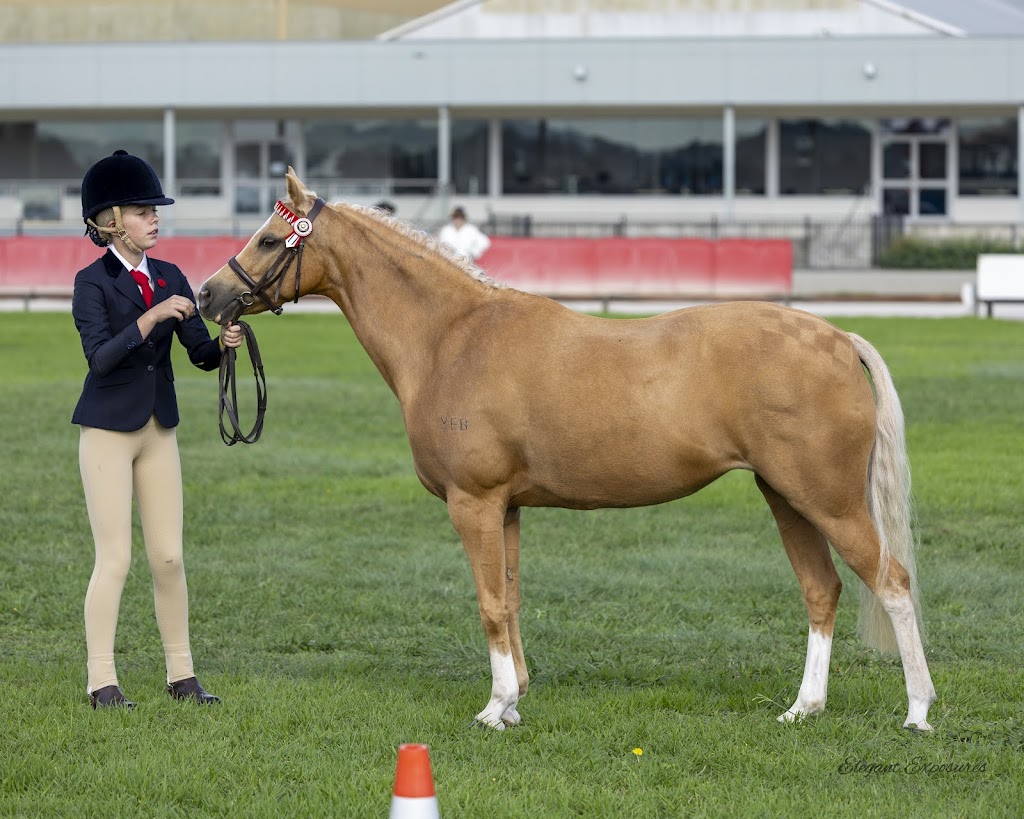 M & L Equestrian | 1171 Nowra Rd, Fitzroy Falls NSW 2577, Australia | Phone: 0402 218 470