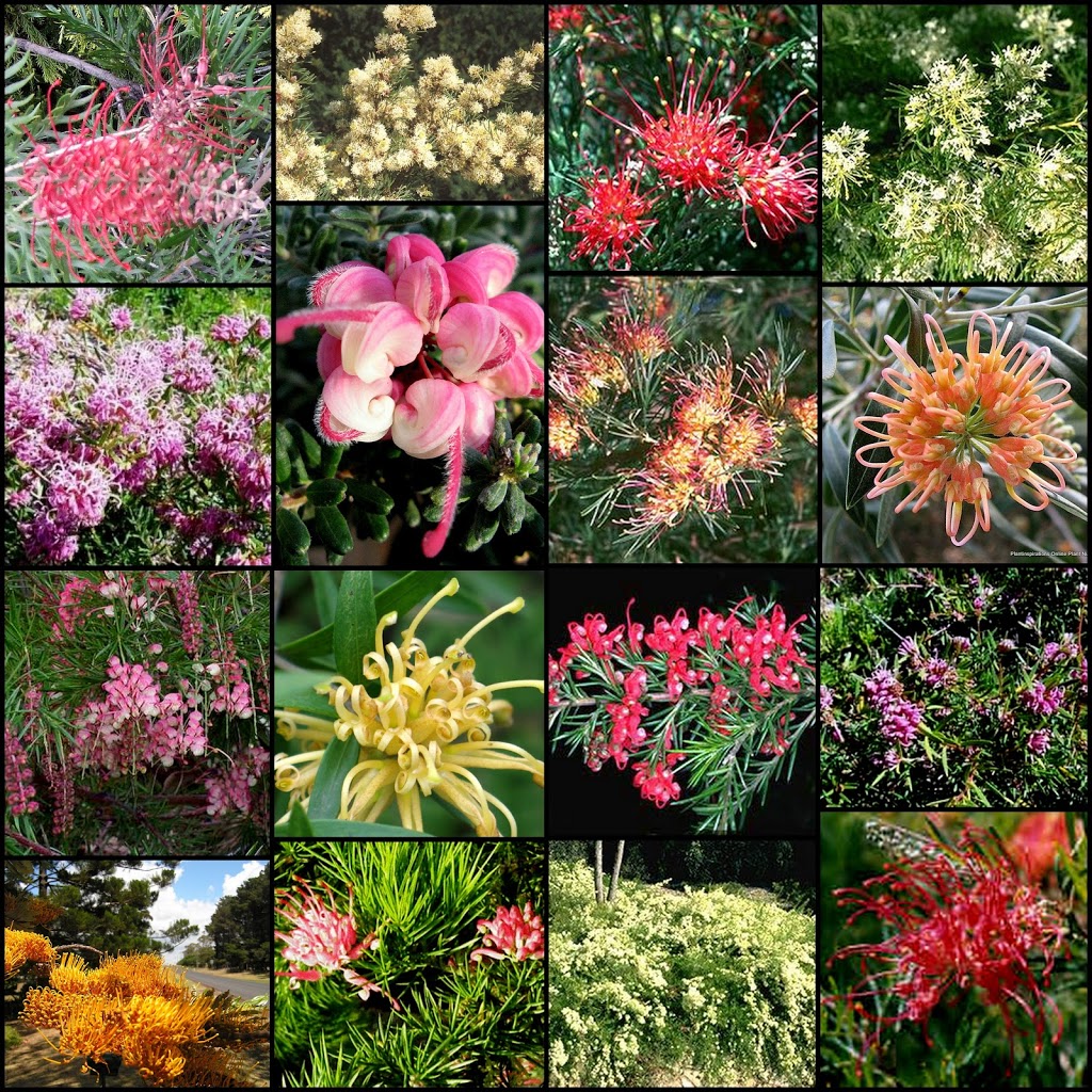 Plantinspirations Online Nursery Plants | 2c Holts Ln, Darley VIC 3340, Australia | Phone: 0439 403 560