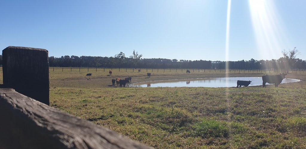 Tree Removal Richmond Lowlands | Tree Lopping, Tree Trimming, Land Clearing, Arborist, Richmond Lowlands NSW 2753, Australia | Phone: 0480 024 711