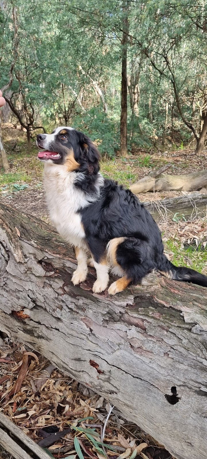 The Dog House Farm Stay | 46 Lawrie Rd, Beechworth VIC 3747, Australia | Phone: 0447 943 266
