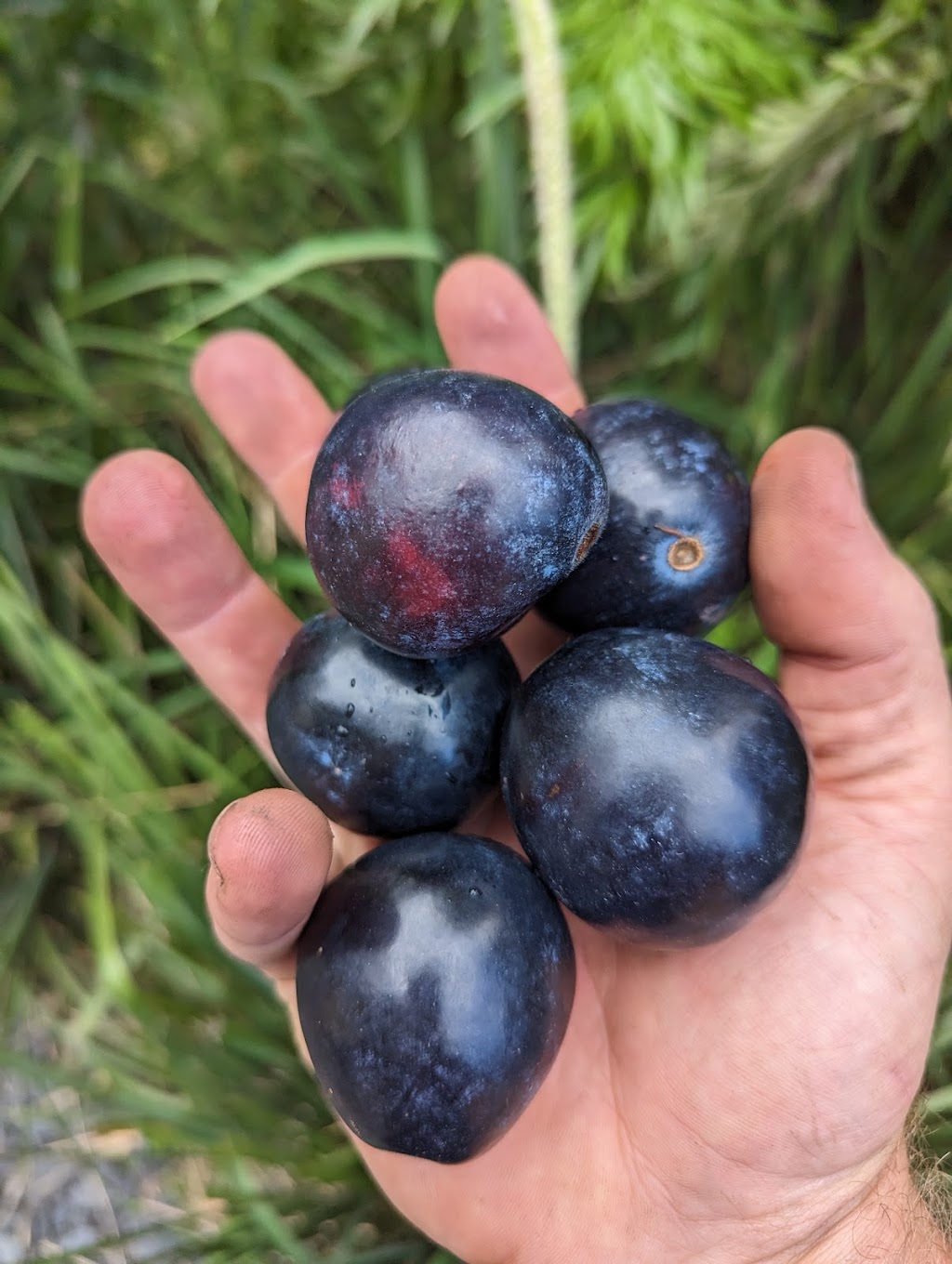 Hinterland Harvest | 9B Noble Rd, Blue Knob NSW 2480, Australia | Phone: 0450 604 357