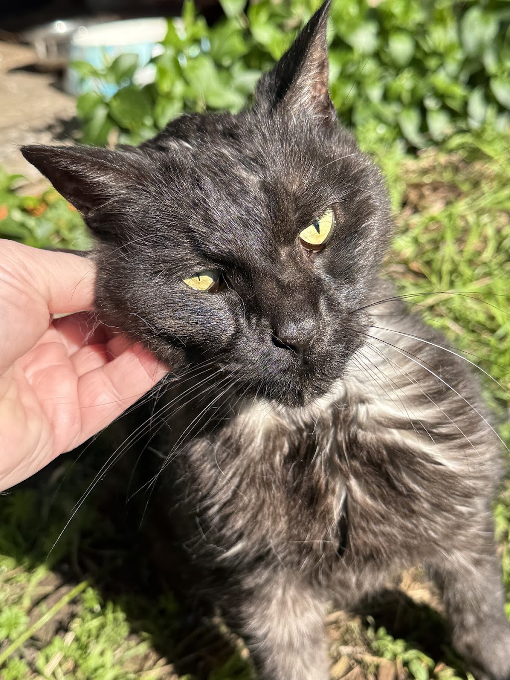 Feathers and fur vet | 21 Rowleys Rd, Woodbridge TAS 7162, Australia | Phone: 0456 149 108