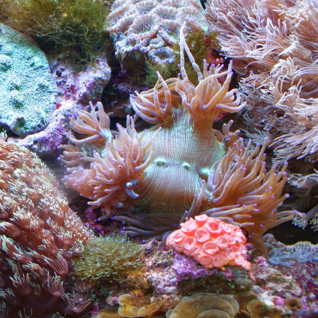 Deep Blue Aquarium | 11/27 Jenkins Ave, Whyalla SA 5608, Australia | Phone: (08) 8645 5251