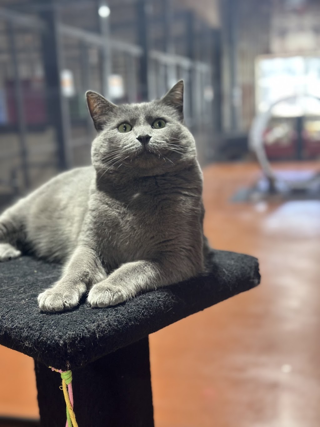 Crazy Cats Cattery | 555 Schoolhouse Ln, Tallarook VIC 3659, Australia | Phone: 0481 005 509