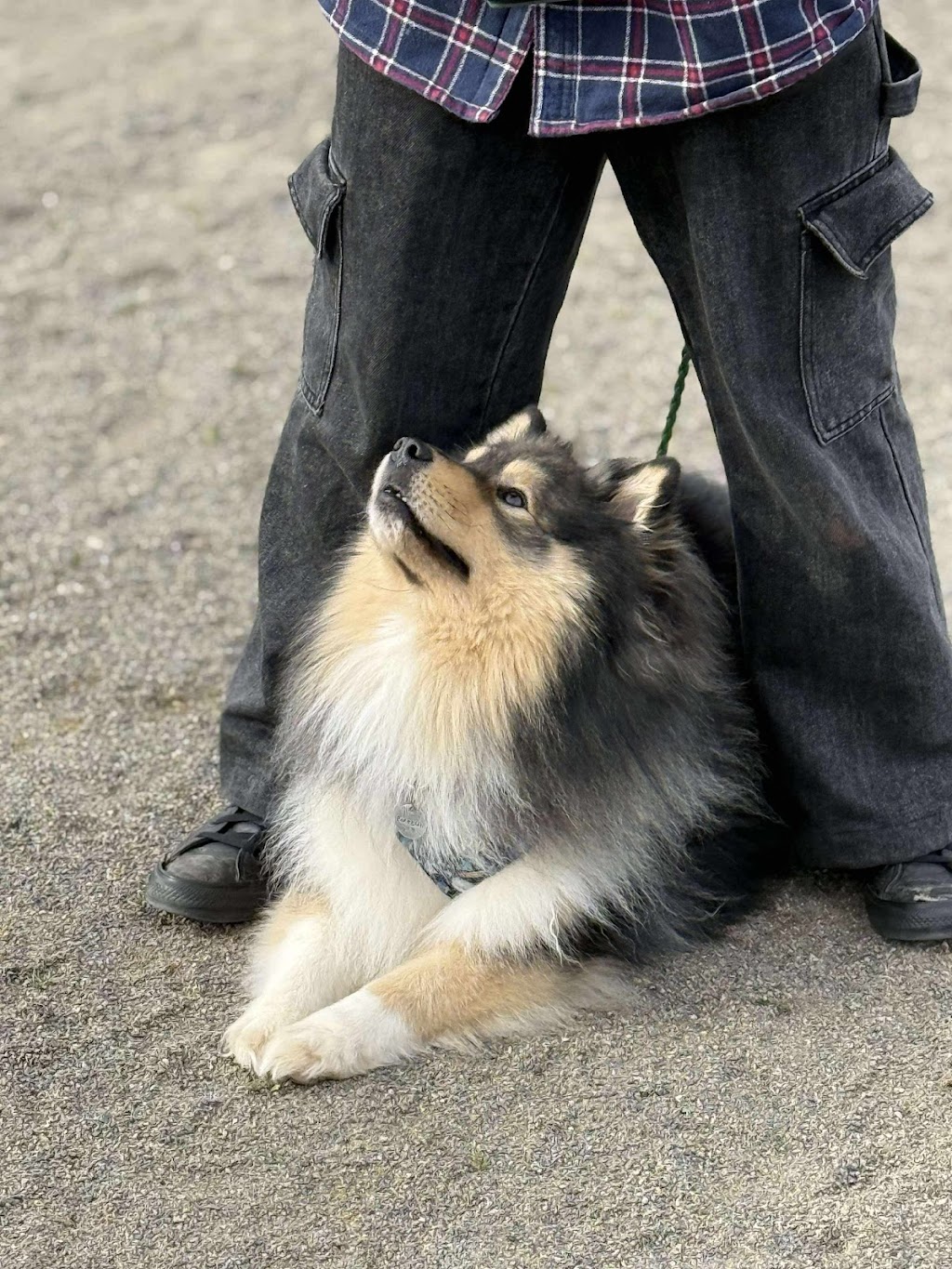 K-N9 Dog Training | 30 Bromhall Rd, Bundanoon NSW 2578, Australia | Phone: 0408 027 874