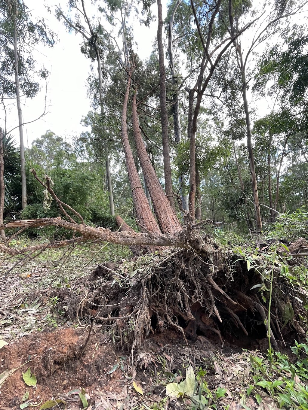 Arborsafe Tree Services Mount Tamborine | Mt Vista Pl, Tamborine QLD 4270, Australia | Phone: 0418 197 006