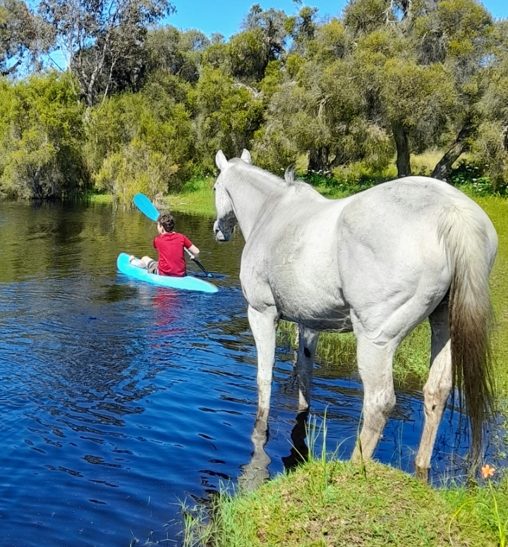 Crystals Equine Services |  | 50 Yangedi Rd, Hopeland WA 6125, Australia | 0416870265 OR +61 416 870 265