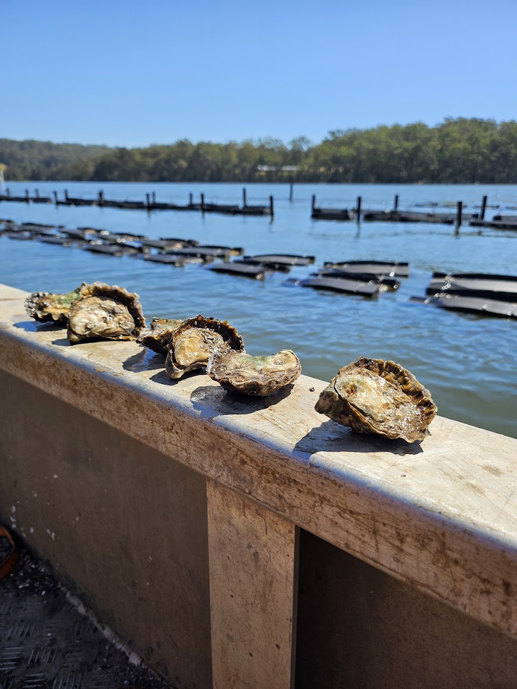 bodalla rock oysters | 58 Lyrebird Pl, Bodalla NSW 2545, Australia | Phone: 0439 575 518