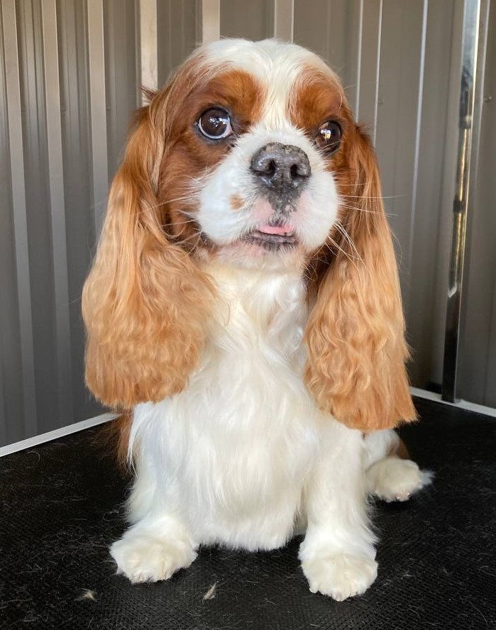 Emberlane Dog Grooming | 8 Elizabeth Dr, Griffith NSW 2680, Australia | Phone: 0491 701 326