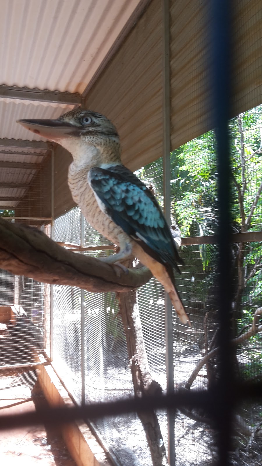 12 Mile Bird Park | zoo | Yamashita St, Broome WA 6725, Australia | 0408941059 OR +61 408 941 059