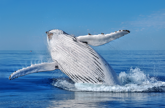 All Sea Charters Whale Watching Augusta | Boat Harbour, Leeuwin Rd, Augusta WA 6290, Australia | Phone: 0417 794 008