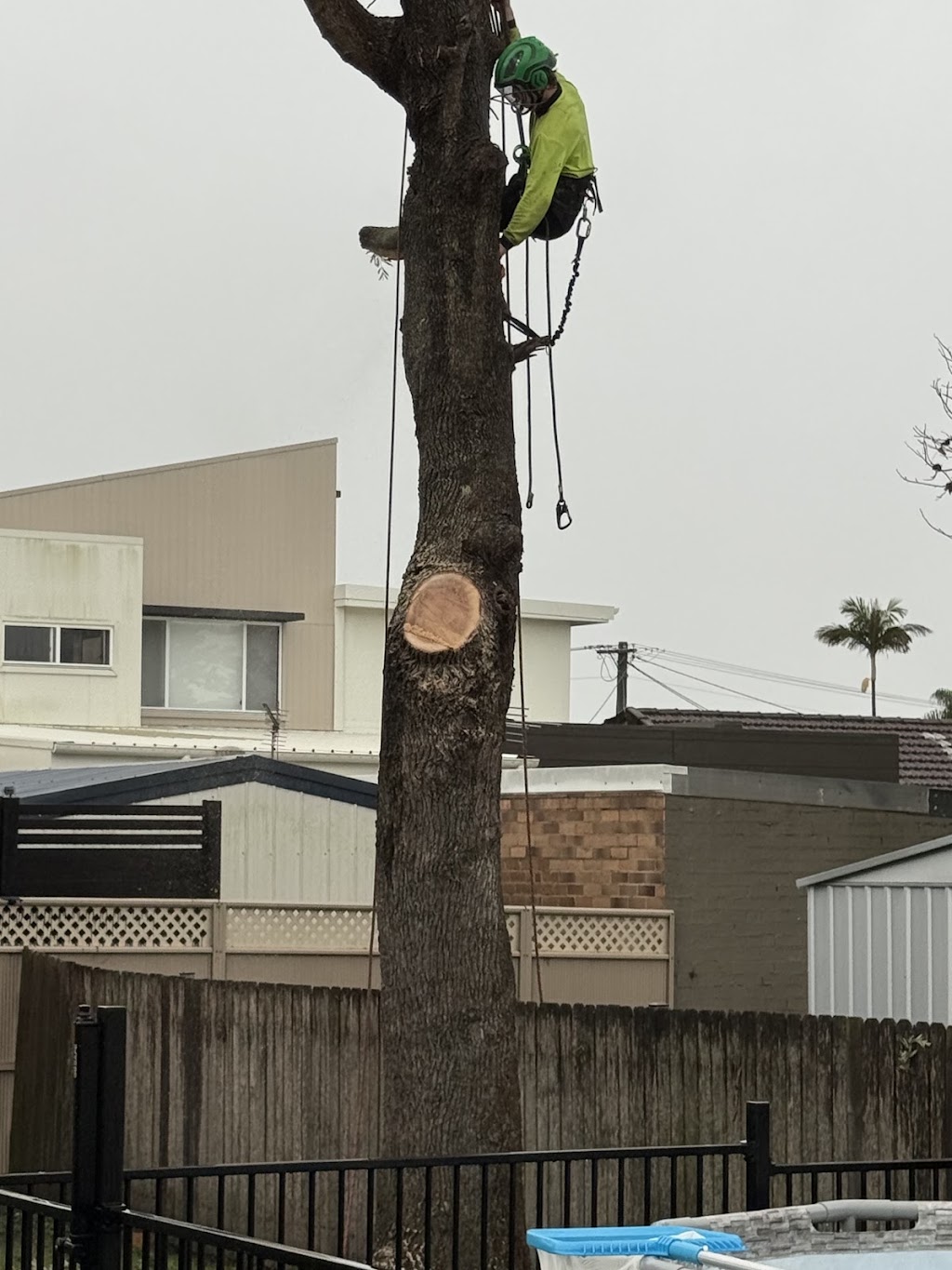 Fine Cut Tree Service | 199 Cawdor Rd, Cawdor NSW 2570, Australia | Phone: 0417 791 567