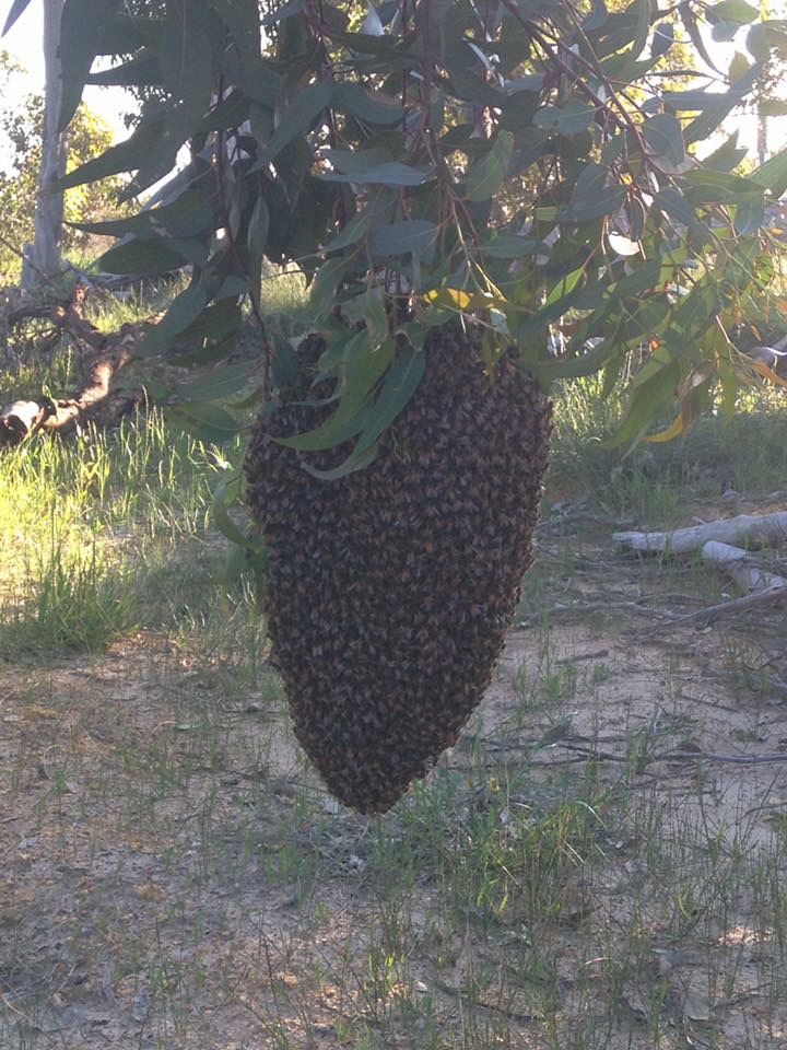Sticky Prick Bee Haven | 8 Teraglin Vista, Yanchep WA 6035, Australia | Phone: 0409 780 916