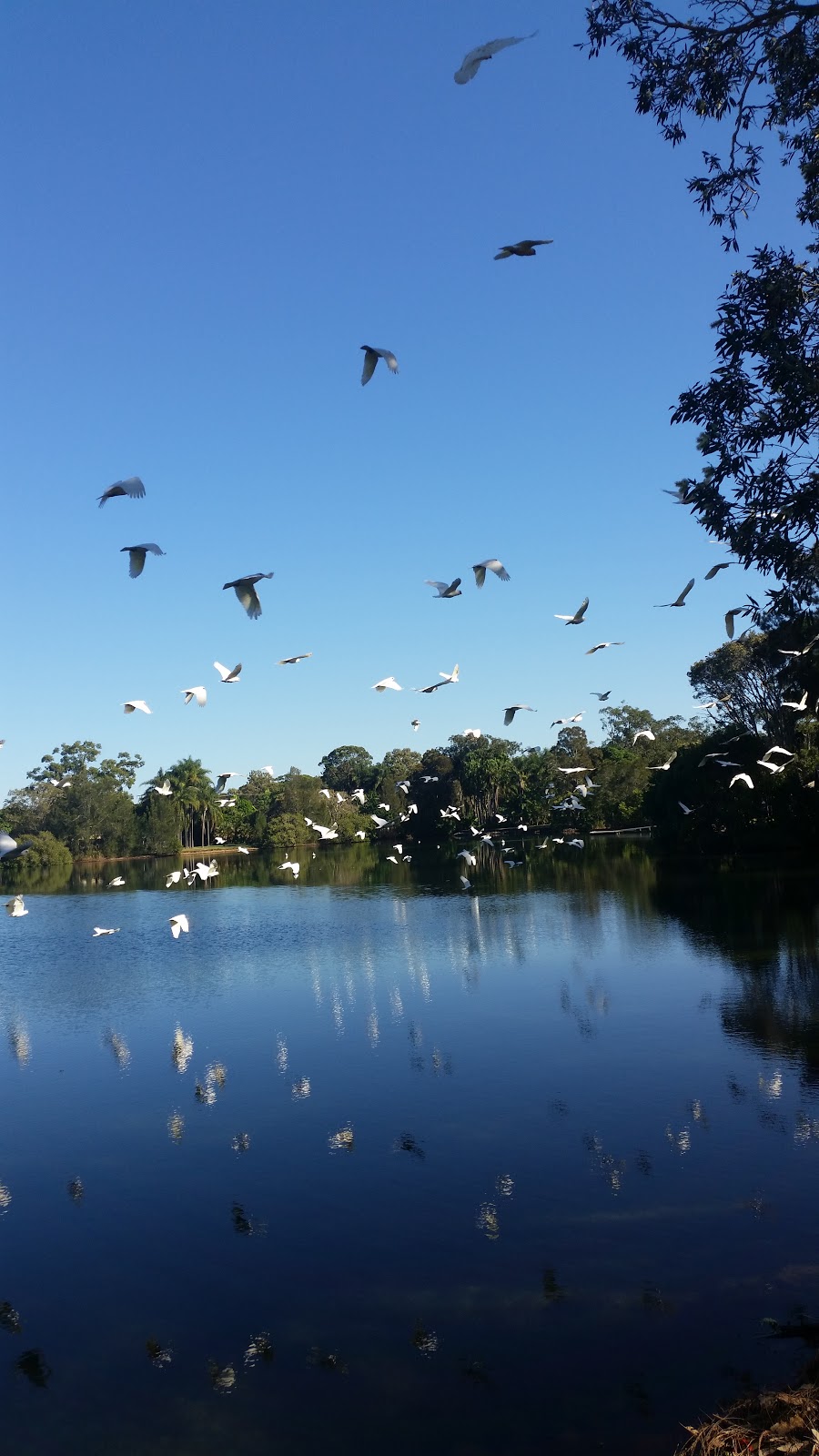 Elizabeth Sloper Gardens | park | Palm Beach QLD 4221, Australia