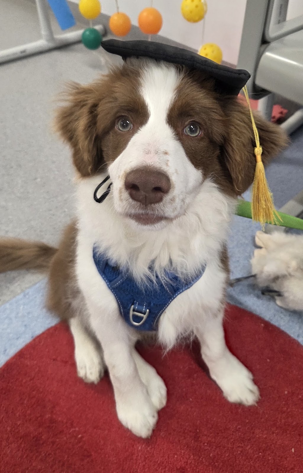 Wisdom for Wags Dog Training | 335 Princes Hwy, Bomaderry NSW 2541, Australia | Phone: 0410 498 290
