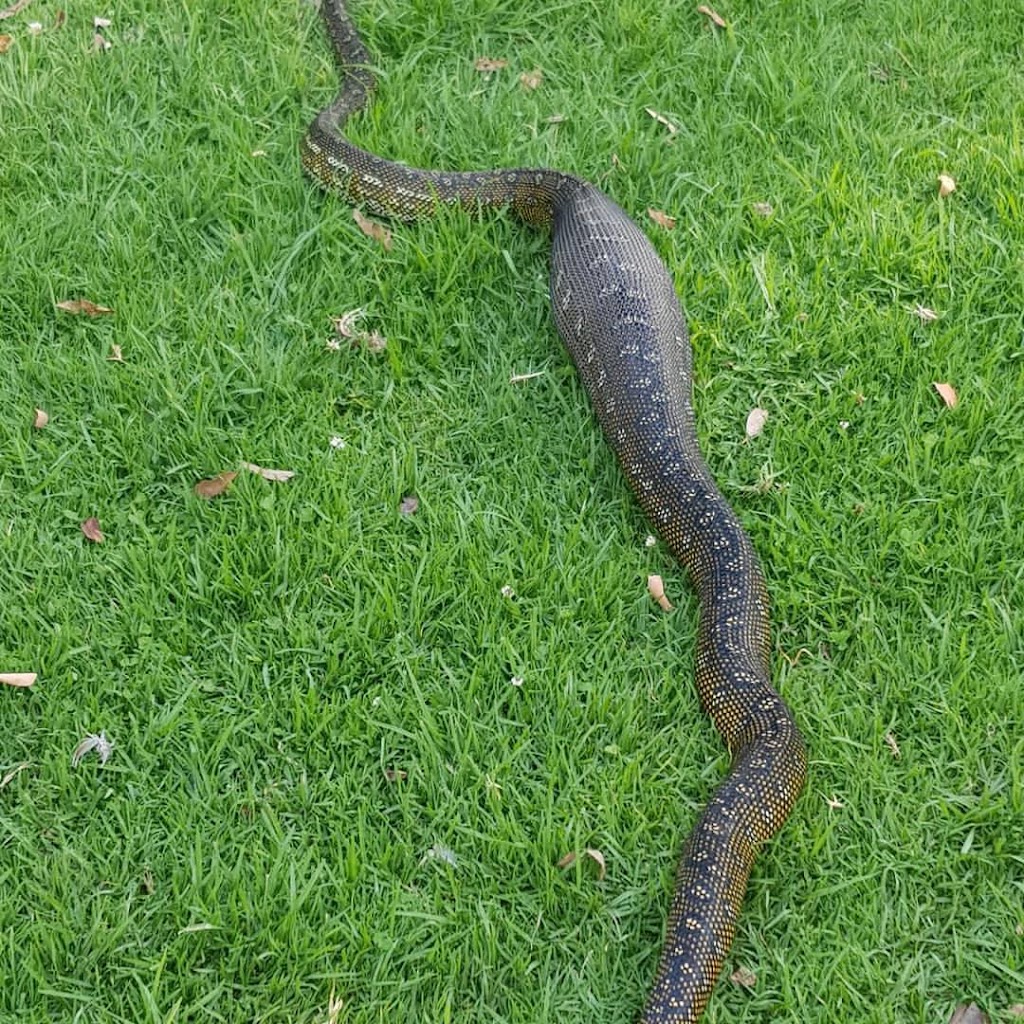 Lake Macquarie Snake Catcher | Nightshade Cres, Murrays Beach NSW 2281, Australia | Phone: 0409 586 620