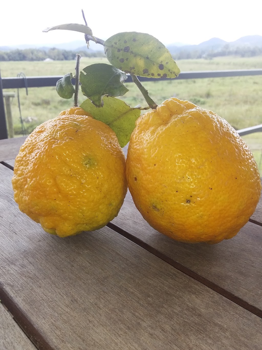 Bush Lemon Farm | 6 Bourkes Rd, Dows Creek QLD 4754, Australia | Phone: 0409 597 048